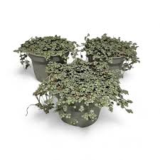 Image result for Pilea angolensis