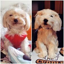 カドルクローン cuddle clones によって作られた ペットにそっくりな クローンぬいぐるみ と本物のペットの犬の比較写真 ペット 犬 ペット ぬいぐるみ