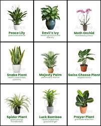 Beautiful Indoor Plants😍