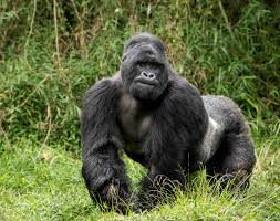 Pin On Magnificent Mammals