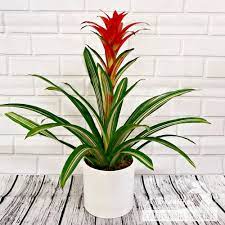 The following photos will allow you to identify indoor plants. Bromeliad Plant Tropical Plants From Abc Florist Long Beach In Long Beach Ca A Beautiful California Florist