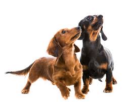 A lively and affectionate dog, the dachshund has a bold personality. Dackel Hunde Informationen Zu Den Bienenarten Omlet