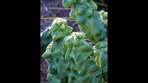 According to tripadvisor travelers, these are the best ways to experience brockton point totem pole Rare Spineless Totem Pole Cactus At A San Diego Area Nursery Youtube