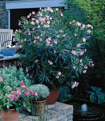 Für mit oder grüner unterstreichung gekennzeichnete. Oleander Mix Top Kubelpflanzen Kaufen Baldur Garten