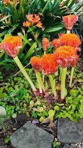 Image result for Scadoxus puniceus