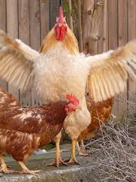 Ichickens On Twitter Hatching Chickens Rooster Hens