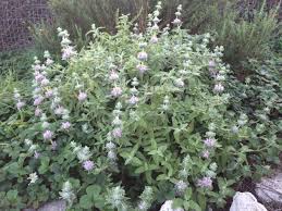 Image result for Salvia