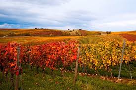 Image result for Vigna