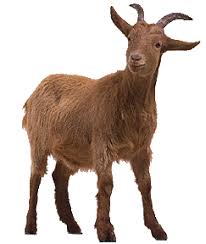 Image result for GOAT