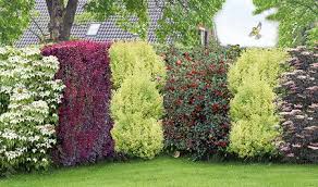 Aber was, wenn die eigene grünanlage so gar nicht dazu einlädt? Mein Schoner Garten Vogelschutz Hecke Bird Lover 16 Pflanzen In 2020 Pflanzen Garten Hecke