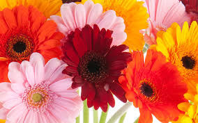 We did not find results for: Beavercreek Florist Flower Delivery By Beavercreek Florist