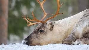 Valen_caall porn phenomenal character and environment.