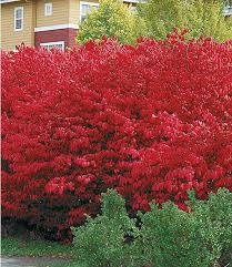 Euonymus Compact Burning Bush 3 Pflanzen Pflanzen Schnell Wachsende Heckenpflanzen Brennender Busch