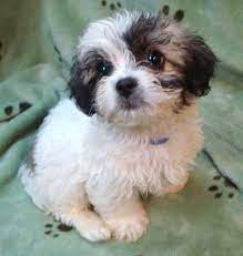 Teacup Peekapoo Looks Just Like Sophia Grace When She Was A Puppy Puppies Teacup Puppies Maltese Teddy Bear Puppies