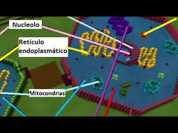This version comes with not only a tutorial on basic minecraft gameplay, but instruction on how . Nabbublog Las Partes De La Celula Minecraft Education