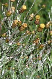 Image result for Argyrolobium rupestre