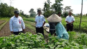 Holtikultura merupakan cabang dari agronomi, namun holtikultura lebih memfokuskan pada budidaya tanaman buah, bunga, sayuran, hias dan obat obatan. Bangun Rumah Holtikultura Di Trans Bangun Berau Beritakaltim Co