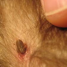 › deer tick prevention for dogs. File Tick Engorged With Thumb Jpg Wikimedia Commons