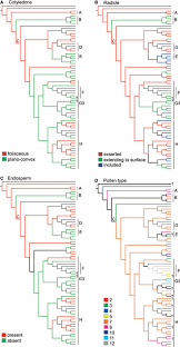 Image result for Synsepalum passargei