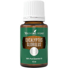 Eucalyptus essential oil is derived by steam distillation from the leaves of the eucalyptus radiata and eucalyptus globulus. Eucalyptus Globulus Young Living Essential Oils