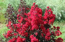 Its relatively fine texture sets it apart from other landscape plants with less refined foliage.this is a relatively low maintenance tree, and is best pruned in late winter once the threat of extreme cold has passed. Double Dynamite Crepe Myrtle Mcdonald Garden Center