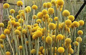 Craspedia Google Da Ara Flores Anuais Sementes De Flores Flores Lindas