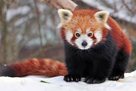 Krasnaya Panda Foto Opisanie Areal Racion Populyaciya