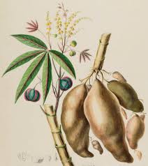 Image result for Manulea crassifolia