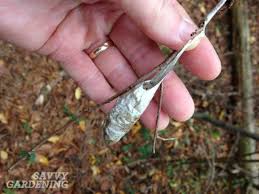 Or, are you just waiting for spring to come like i am? Spring Garden Clean Up Done Right