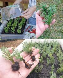 Image result for cuttings thujas