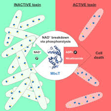 Tuberculosis definition tuberculosis (tb) is a potentially fatal contagious disease that can affect it is caused by a bacterial microorganism, the tubercle bacillus or mycobacterium tuberculosis. An Nad Phosphorylase Toxin Triggers Mycobacterium Tuberculosis Cell Death Sciencedirect