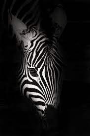 The Thirst 2 By Rudi Hulshof 500px Zebra Zebra Art Zebras Animal