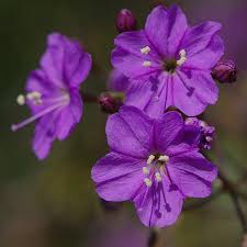 Image result for Commicarpus