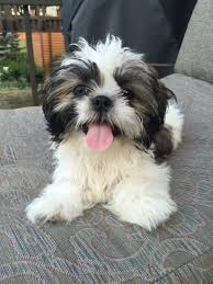 Shih tzu puppies for sale at kvmaltesecrosspuppies.com. Shih Tzu Puppy Shih Tzu Puppy Puppies Shitzu Dogs