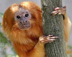 Golden Lion Tamarin The Lion Monkey Golden Lion Tamarin Weird Animals Golden Lions