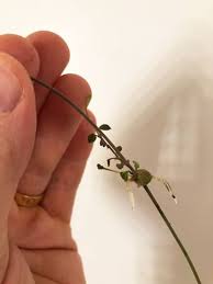 We did not find results for: 5 Ways To Propagate String Of Hearts Chain Of Hearts