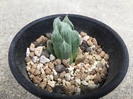 ハオルチアの葉挿しと注意点 斑入り植物の フローラメモ