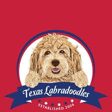 Toti, the australian labradoodle, life size crochet dog, stuffed pet doll, doodle, poodle, realistic look and feel. Coastal Labradoodles Home Facebook
