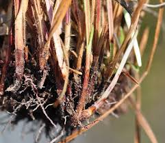 Image result for Scleria nyasensis