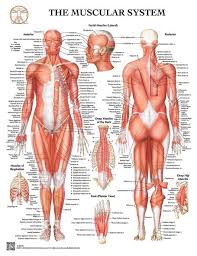 These structures work together to support the body, enable a range of movements, and send messages from the brain to. Diagram Of Muscles In Body Muscle Anatomy Pictures Images Stock Photos Depositphotos The Muscular System Contains Over Decoracion De Unas