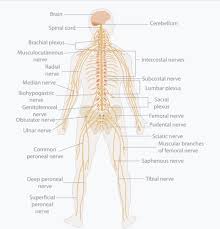 Sistemul nervos este centrul de comanda al fiintei noastre, este locul de unde pornesc si unde sunt primite influxurile nervoase, este cel care controleaza actiunile si senzatiile fiecarei parti din organism, care coordoneaza gandirea, emotiile si memoria. Am Nevoie De Un Proiect Despre Sistemul Nervos La Om La Biologie Brainly Ro