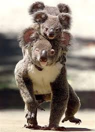 Koalas Cute Animals Animals Animals Beautiful