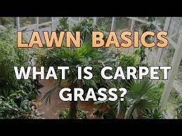 There are exclusive designers in dubai who are offering today's latest trends to comfortable classics, there is grass carpet commonly found free from carbon environmental footprint of traditional landscaping. What Is Carpet Grass Youtube