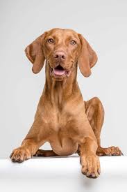 Inbreeding coefficient for this mating is 0.0% (the national average is 4.2%). Vizsla Active Breed Needs Training Stimulation To Be Happy