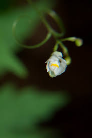 Image result for Cardiospermum corindum