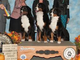 Where did bernese mountain dogs originate? Tanzanite Bernese Mountain Dogs Puppies For Sale