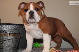 Beautiful english bulldog puppies all akc reg. English Bulldogs For Sale In Tulsa L2sanpiero