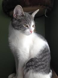 Adopt Annabelle Petco Troy On Petfinder Pretty Cats Cat Portraits Saving Cat