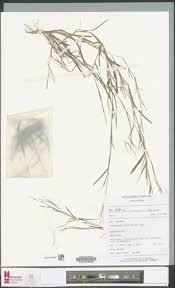 Image result for Schizachyrium brevifolium