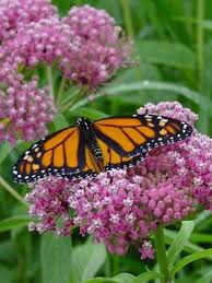 Asclepias Incarnata Swamp Milkweed Separate 1997 Article Http Butterflysocietyofva Org Growing Milkwee Swamp Milkweed Asclepias Incarnata Butterfly Plants